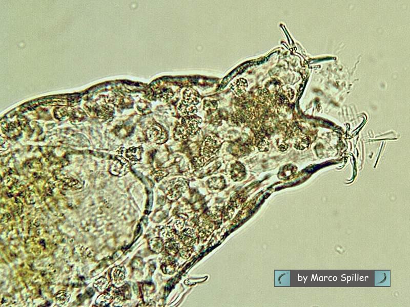 Tardigradi: esseri indistruttibili nello spazio